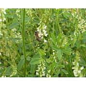 Семена донника белого (однолетний) от магазина пчеловодства Lyson.by