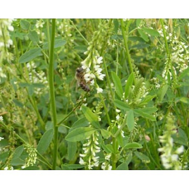 Семена донника белого (однолетний) от магазина пчеловодства Lyson.by