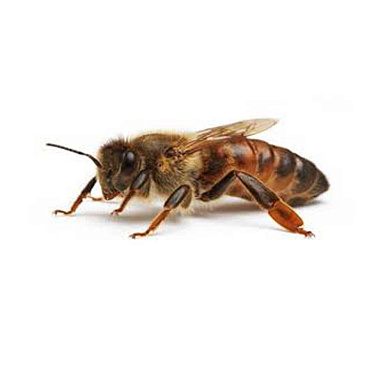 Пчеломатка Карника