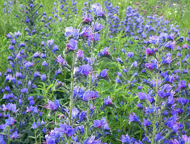 Семена синяка от магазина пчеловодства Lyson.by