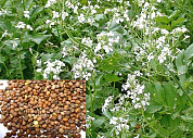 Семена редьки масличной от магазина пчеловодства Lyson.by