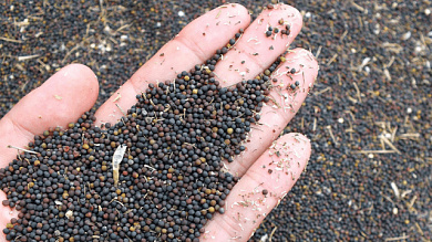 Семена Рапс от магазина пчеловодства Lyson.by