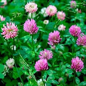 Семена розового клевера от магазина пчеловодства Lyson.by