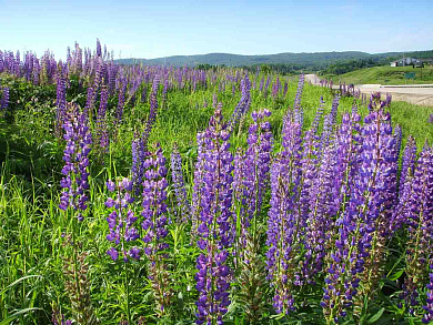 Семена козлятника (галега восточная) от магазина пчеловодства Lyson.by