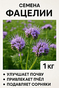 Семена фацелии от магазина пчеловодства Lyson.by